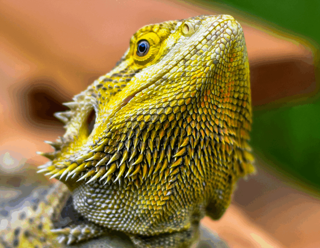 ヒゲ脱毛の蓄熱式レーザーは評判が良いのか？