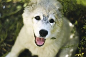 医療脱毛は8回で効果を実感できるのか？