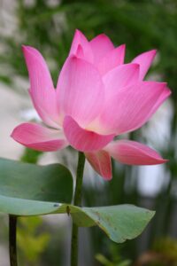 ヒゲ脱毛とタトゥーの部分施術は可能ですか？