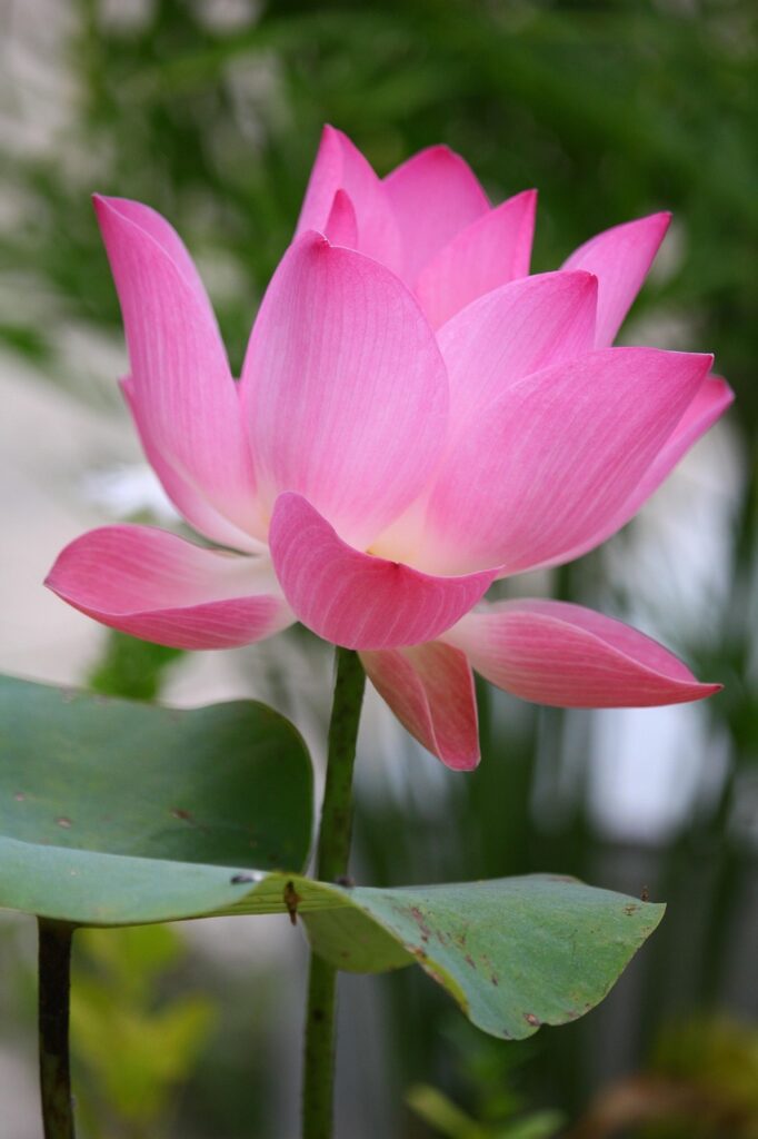 ヒゲ脱毛とタトゥーの部分施術は可能ですか？