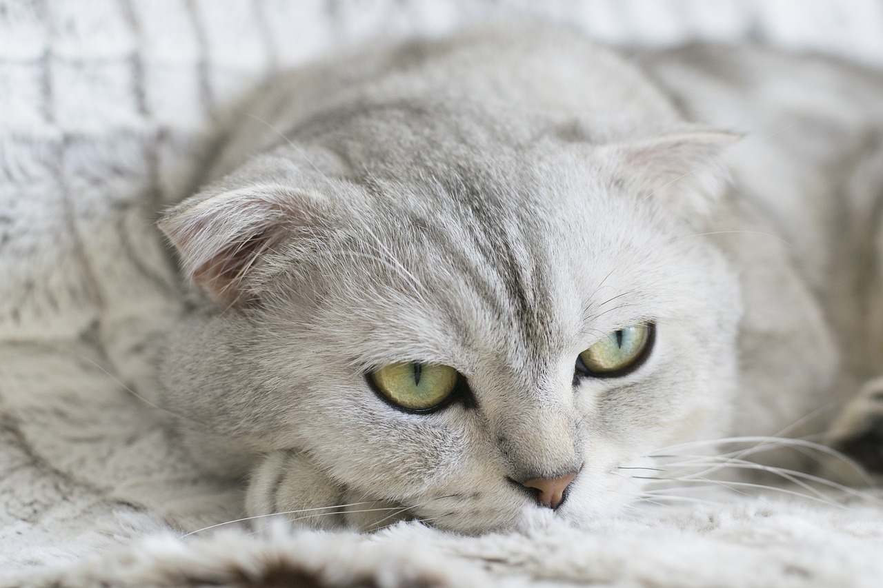 メンズエミナルのヒゲ脱毛はどれほどの効果があるのか？