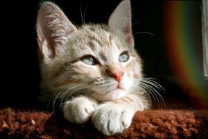 頬のひげのお手入れ方法とおすすめアイテムは？