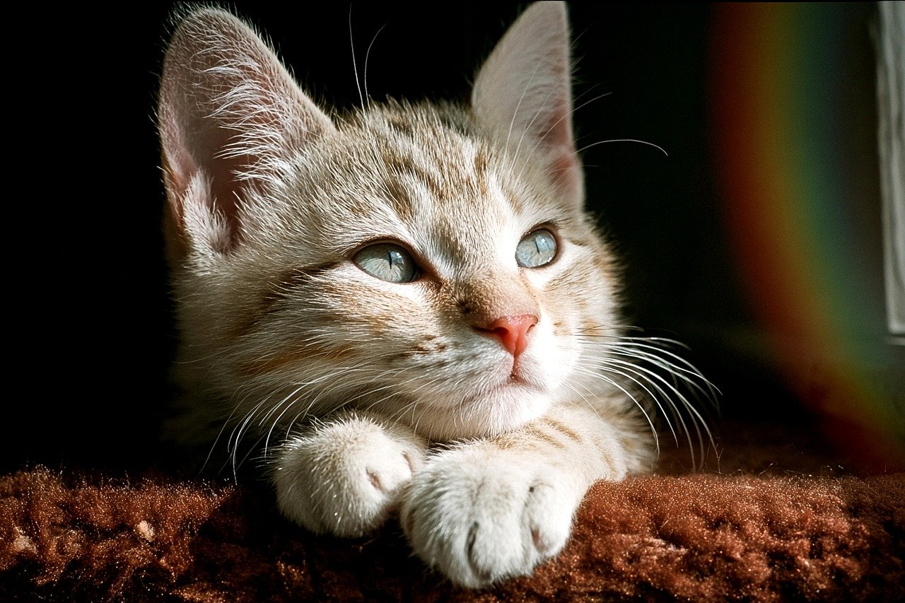 頬のひげのお手入れ方法とおすすめアイテムは？