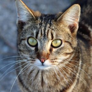 髭脱毛10回目の効果はどれくらい期待できる？