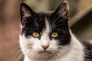 ヒゲ脱毛におすすめのメンズクリニックランキングは？