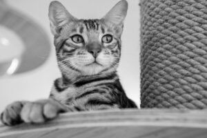 ヒゲ脱毛でメンズの青ひげを改善する方法は？