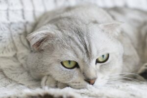 ヒゲ脱毛はメンズが自宅でできるのか？