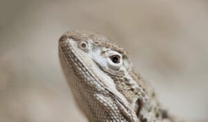 ヒゲ脱毛はメンズの青髭を改善するために何回通うべき？