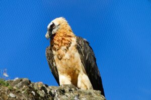 メンズの青ヒゲ脱毛は本当に効果的？口コミでわかる真実とは？
