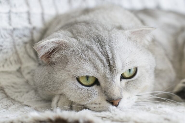 ヒゲ脱毛でメンズのヒゲを薄くするだけで本当に効果はあるの？