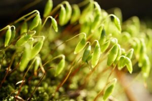 ヒゲ脱毛で悩むメンズ必見！毛嚢炎の効果的な対策は？