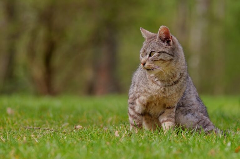 ヒゲ脱毛はメンズにとって15回かかるって本当？