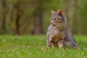 ヒゲ脱毛はメンズのお試しありで本当に効果的？
